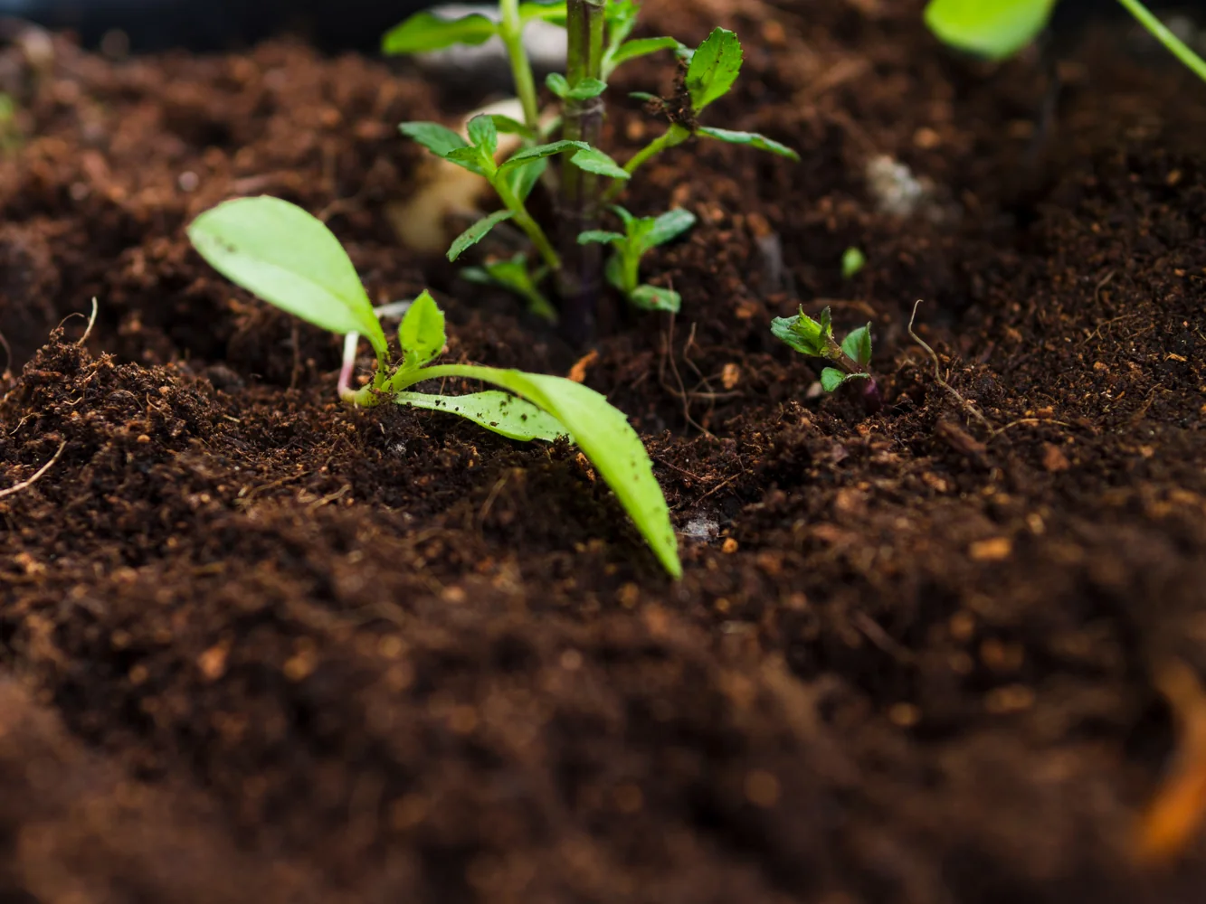 Guía completa de bioinsumos para agricultura sustentable
