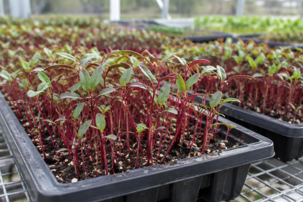 Sigano: control de Pythium para raíces sanas y cosechas más productivas