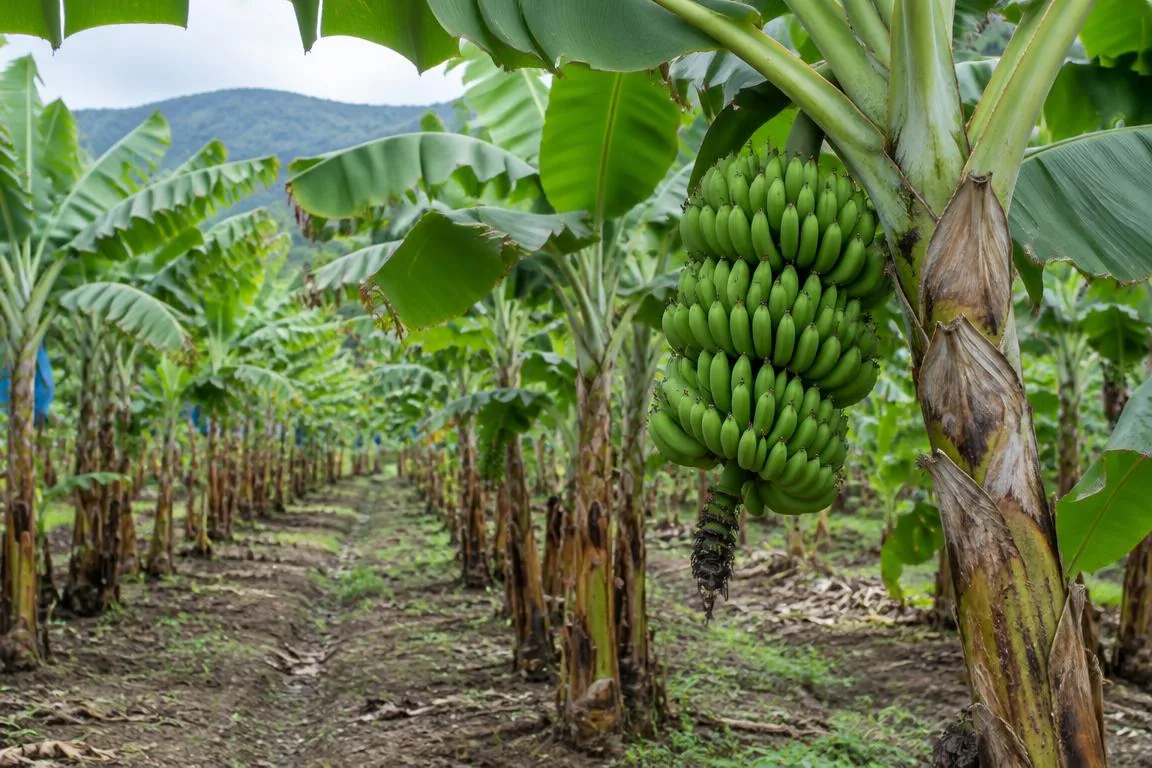 Banano